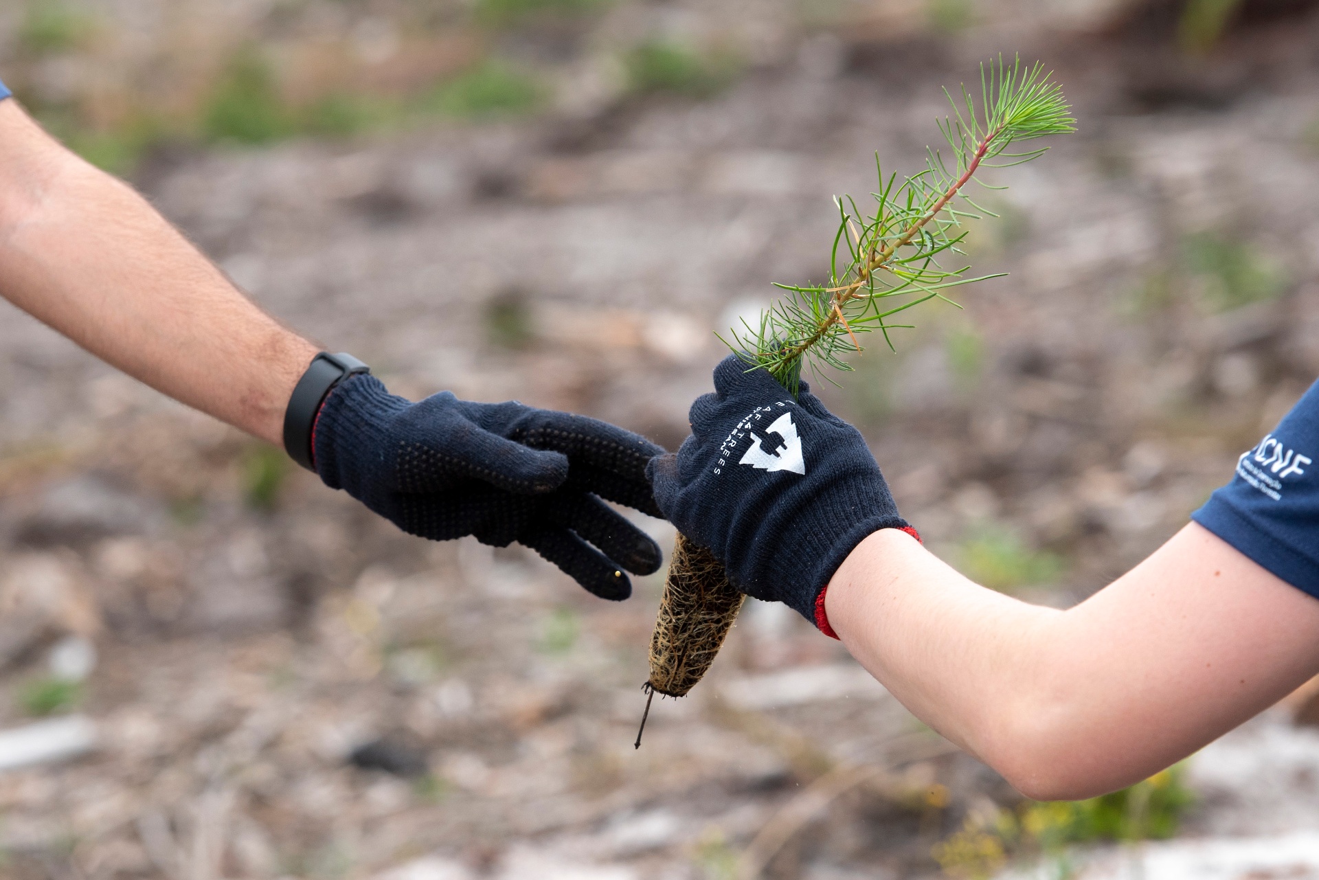 Entrega simbólica de uma muda de pinheiro entre técnico do ICNF e voluntário com luvas Leaf4Trees