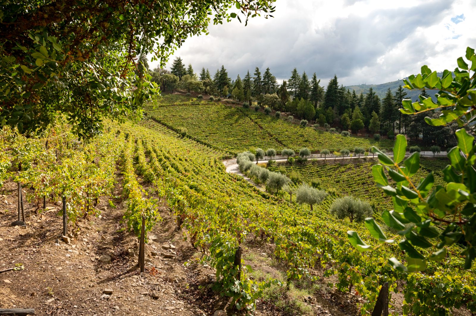 Quinta dos Frades apresenta nova imagem e uma renovada gama de vinhos – imagem 5