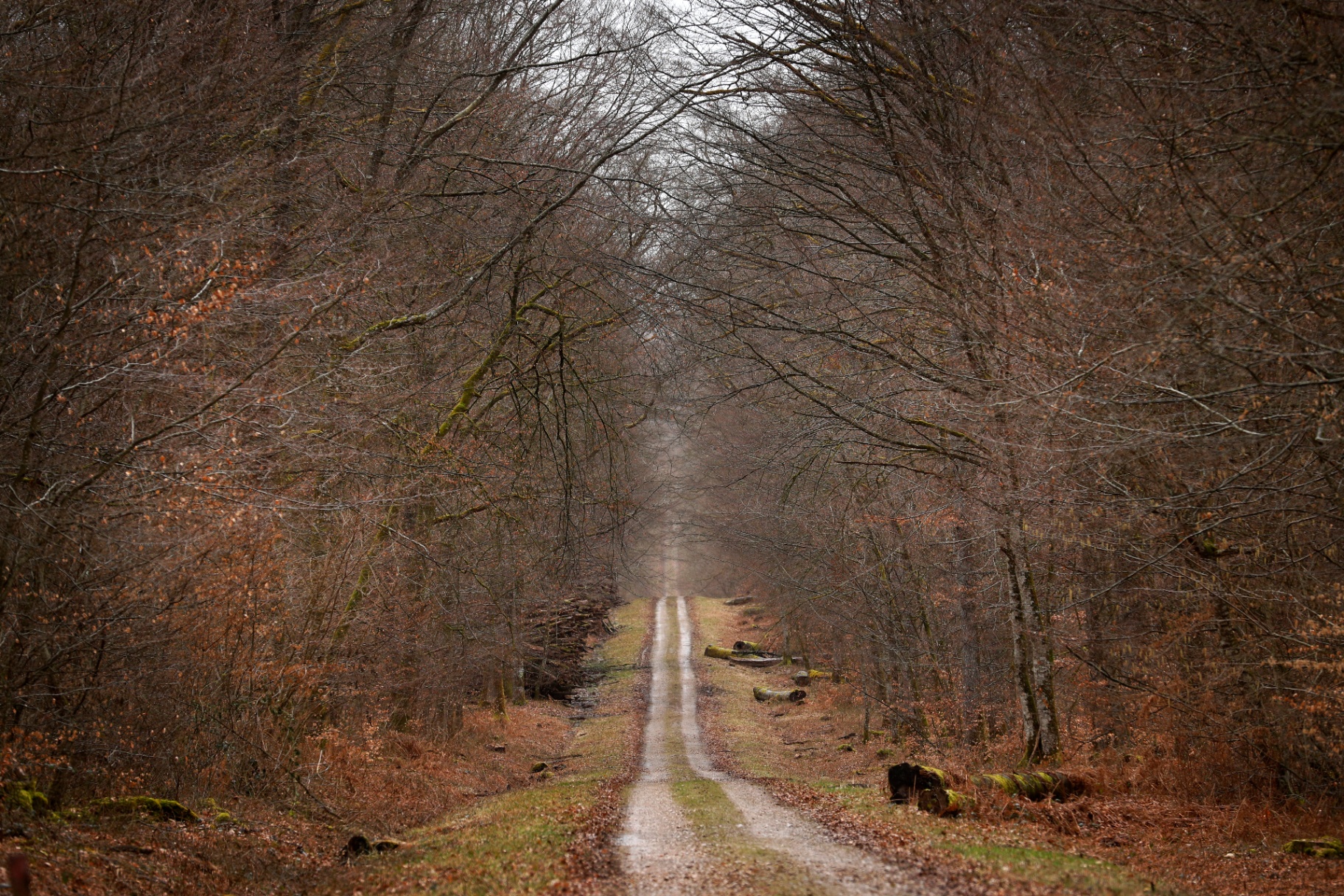Caminho na floresta de carvalho em França