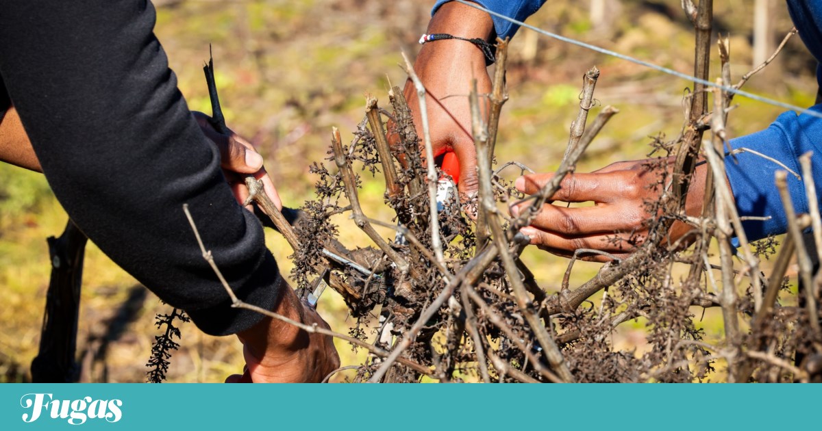 Grupo Presos: os melhores enólogos do país encontram-se no terroir