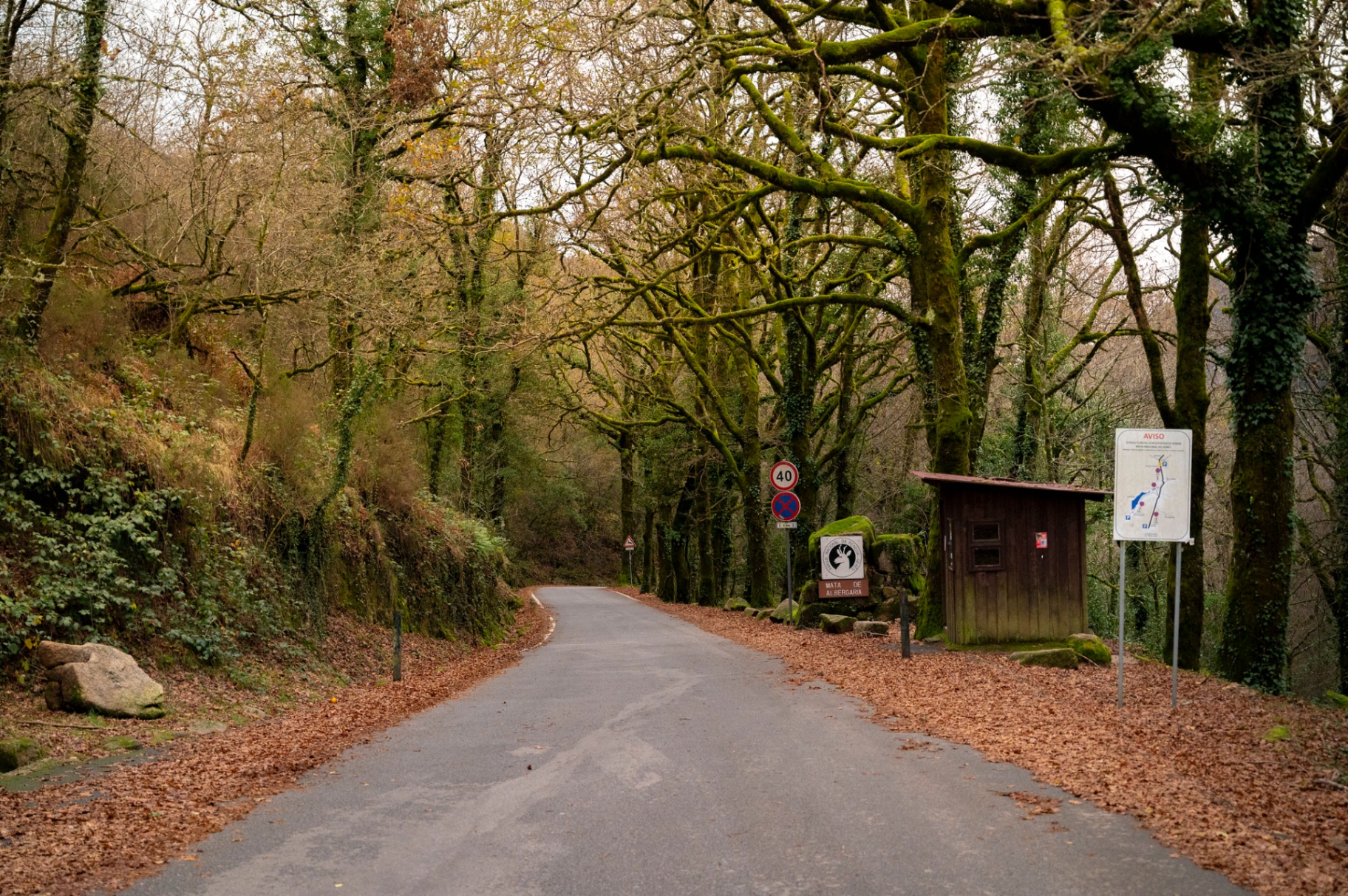 Estrada da Mata de Albergaria no Gerês coberta de folhas castanhas