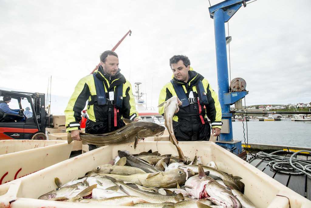 Dois homens em fatos de pesca a inspecionar bacalhau acabado de chegar ao convés