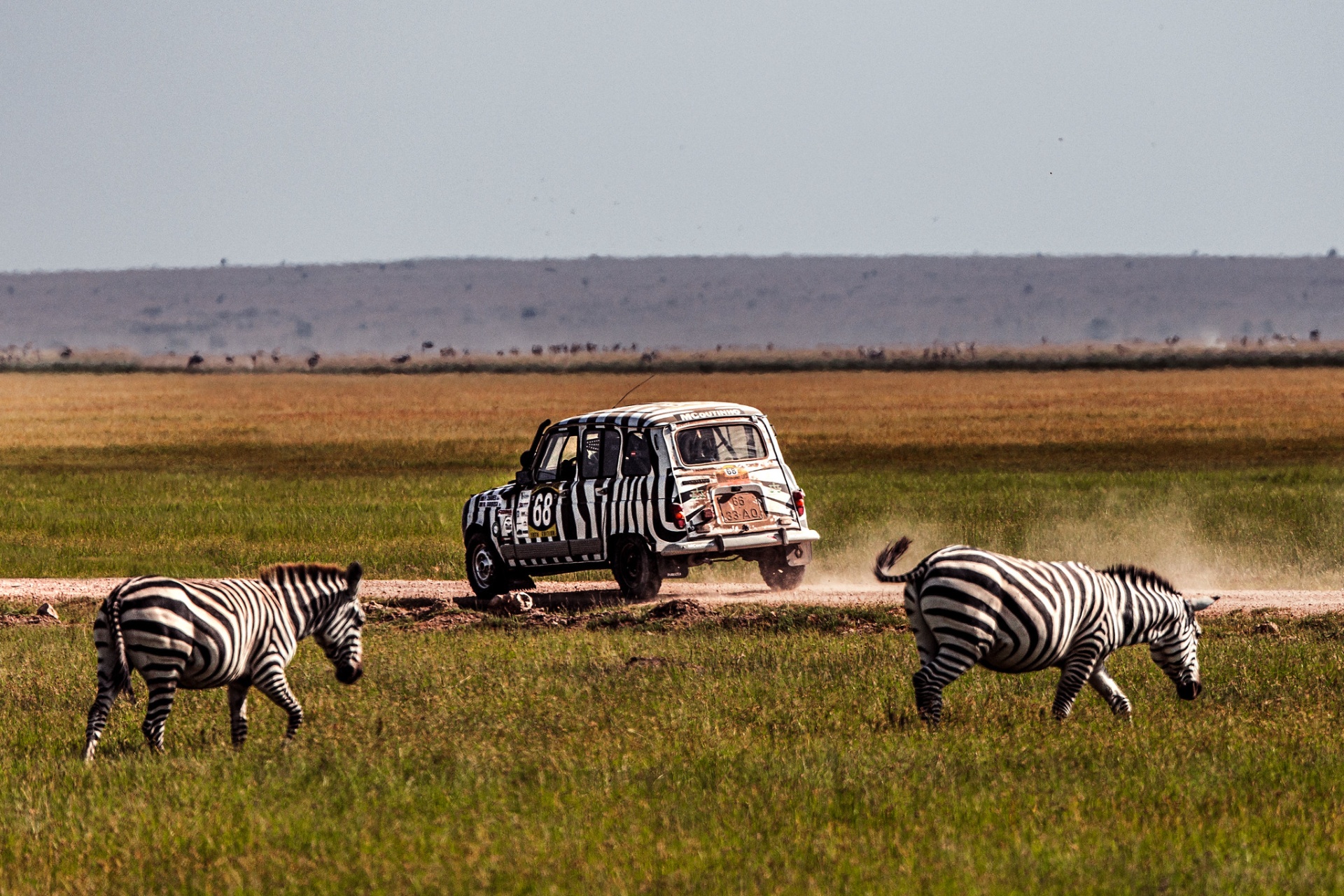 Renault 4L #68 com pintura zebra a atravessar a savana entre zebras no Quénia