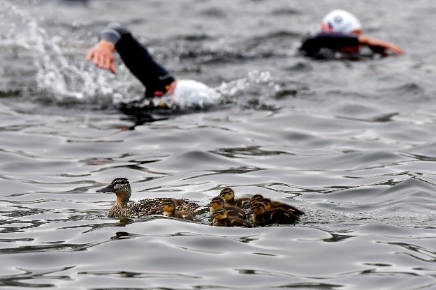 Pata e patinhos a nadar em primeiro plano enquanto triatletas competem em segundo plano
