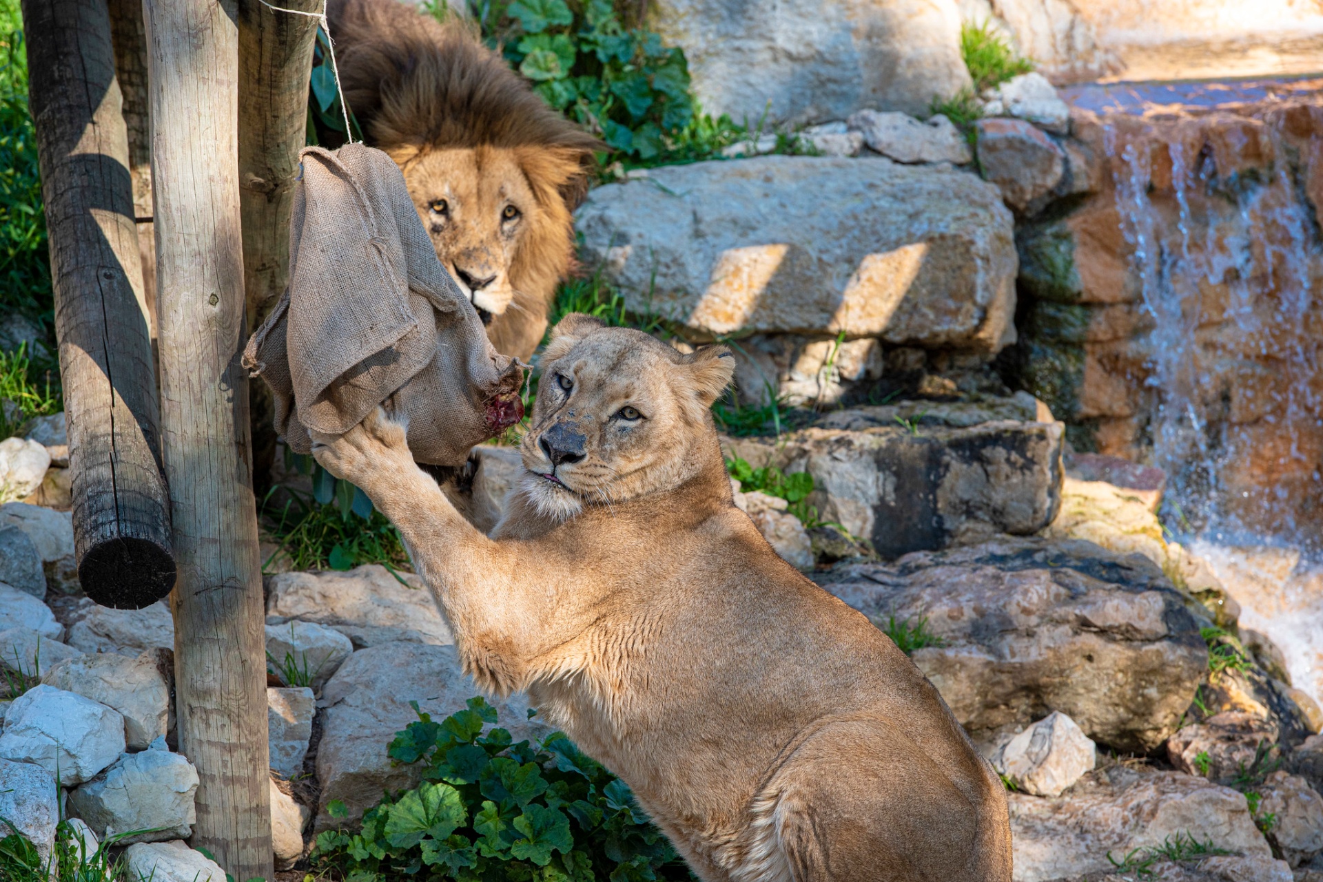 Leão e leoa no Zoo de Lisboa durante a ativação do projeto