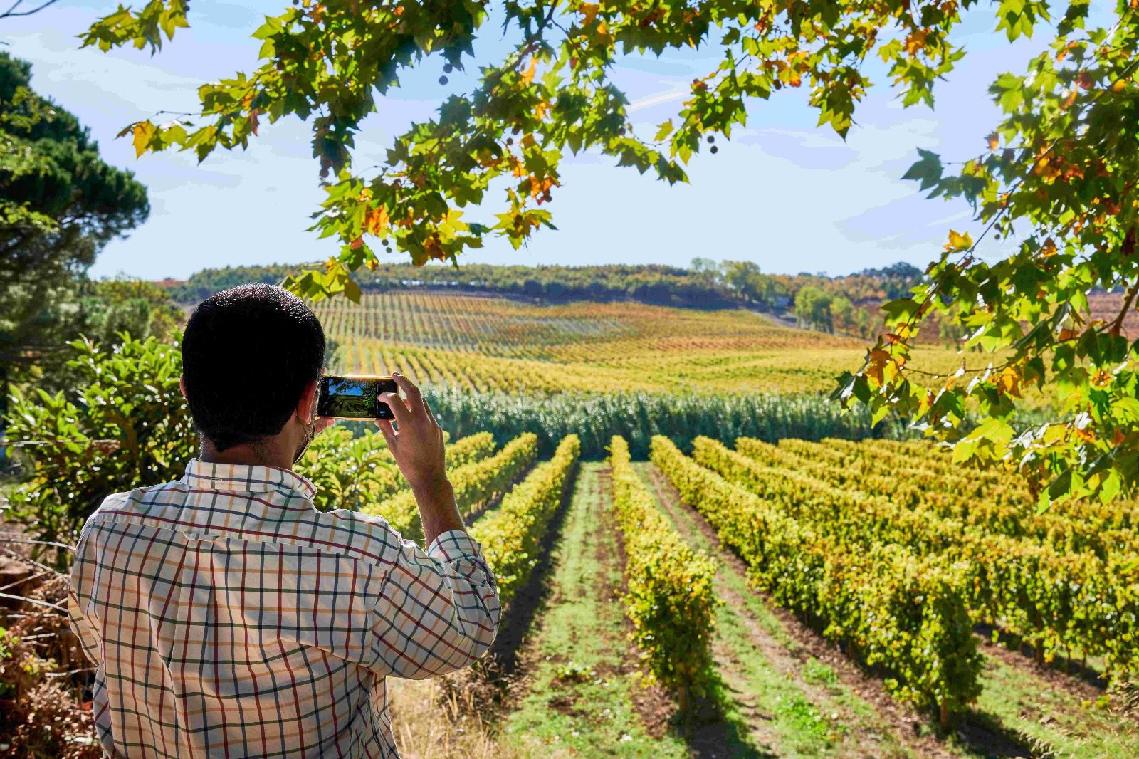 Região dos Vinhos de Lisboa regista máximo histórico de vendas e cresce para 69 milhões de garrafas em 2024